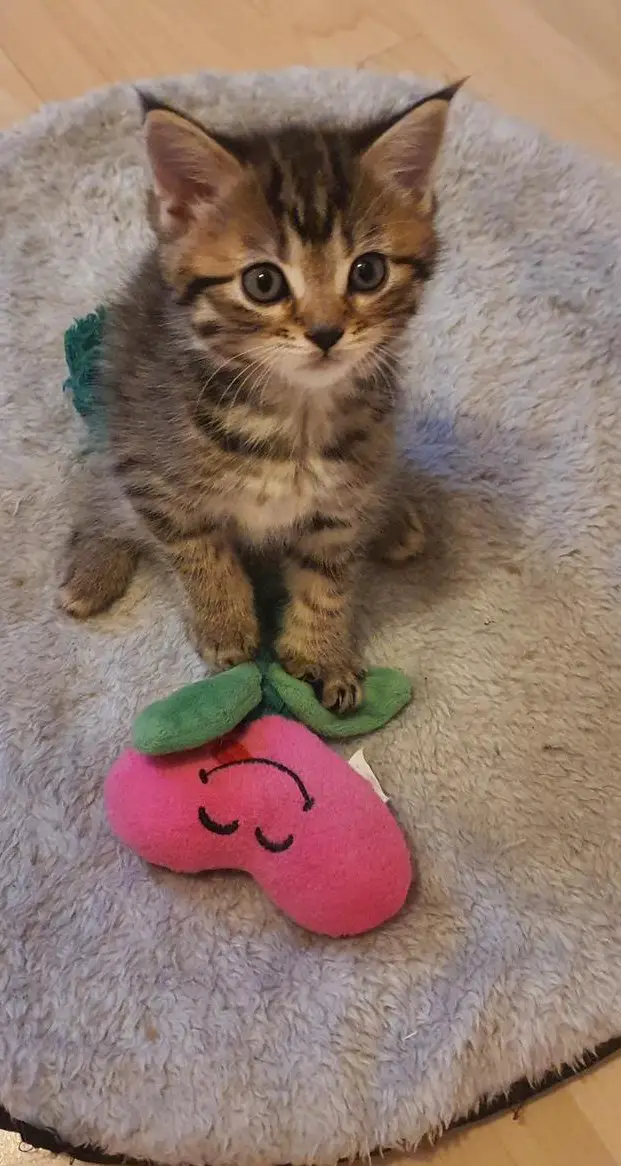 Katzenbaby Mischlinge zu vergeben