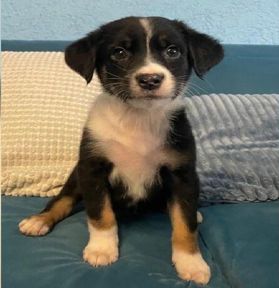 Unsere süssen Aussiedor Welpen für Familie und Therapiehund