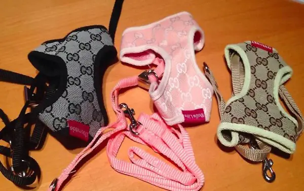 Hunde Hundeleine Dogs life Leine Halsband