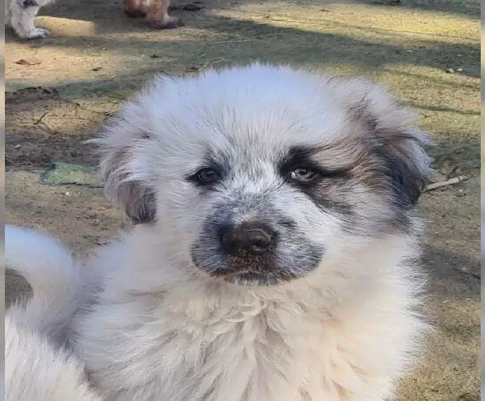 Pyrenäen Berghunde HSH