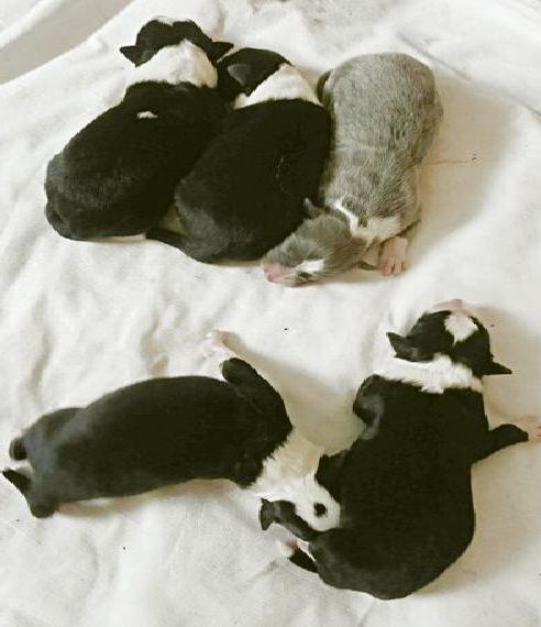 Border Collie - Welpen