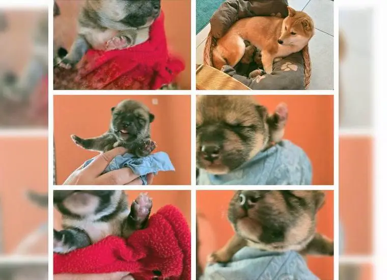 Shiba inu welpen, Zwinger vom Haus Joe