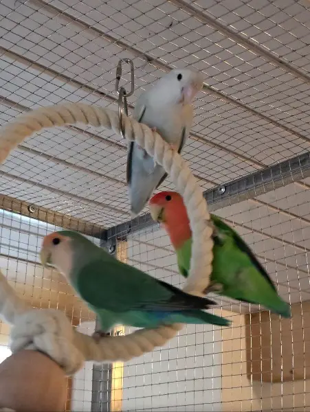 8 Rosenköpfchen zu verkaufen und Voliere