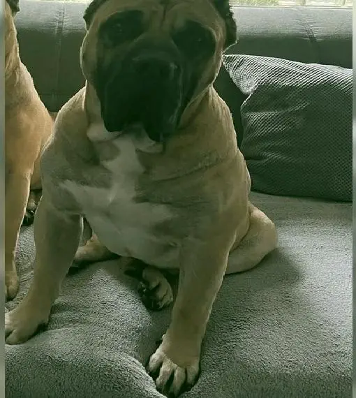 Wunderschöner Presa Canario Rüde