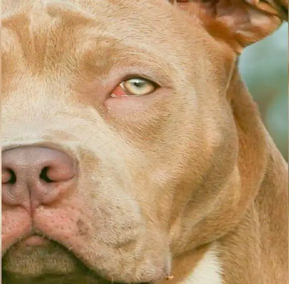 American Bully XL Hulk inside, Welpe, puppy