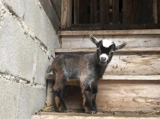 Wunderschöne Zwergziegen zu verkaufen