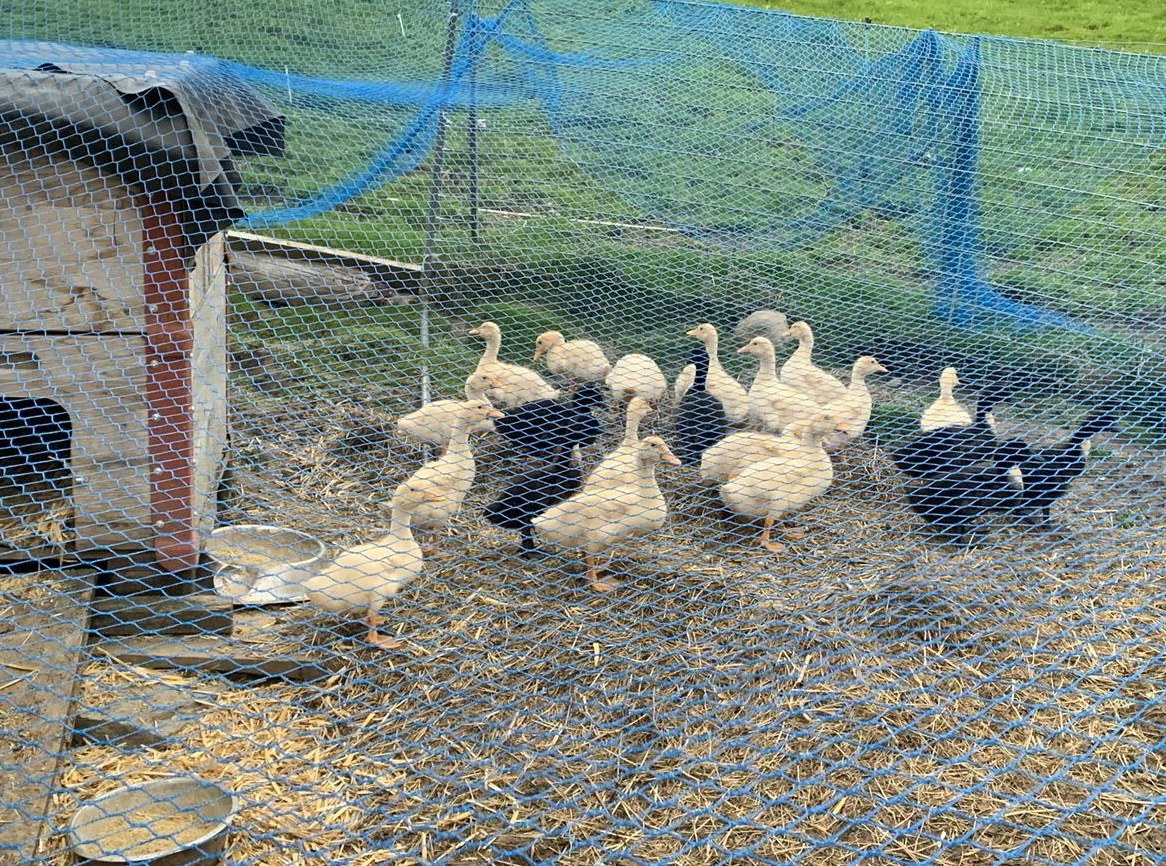 Weisse Pommernenten Küken abzugeben