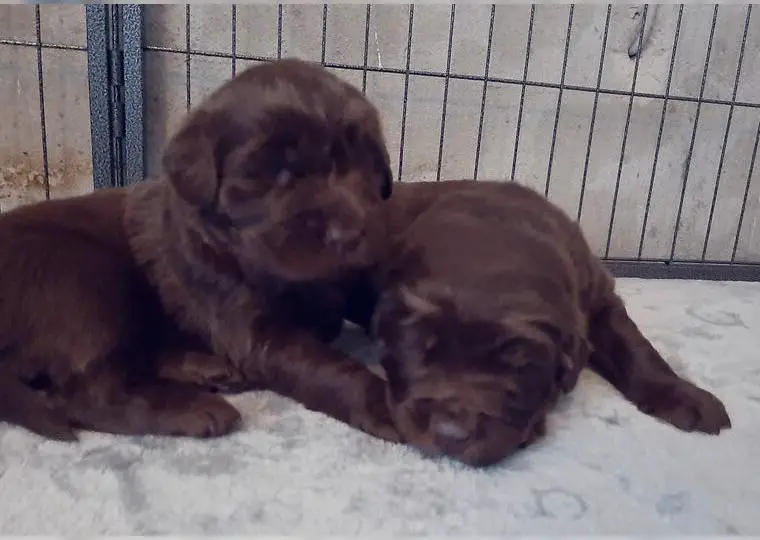 Neufundländer Welpen braun