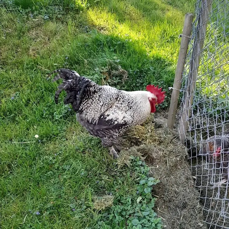 Hahn gratis abzugeben