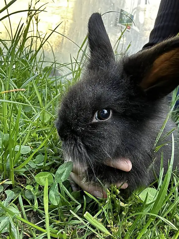 Coniglietto nano incrocio ariete