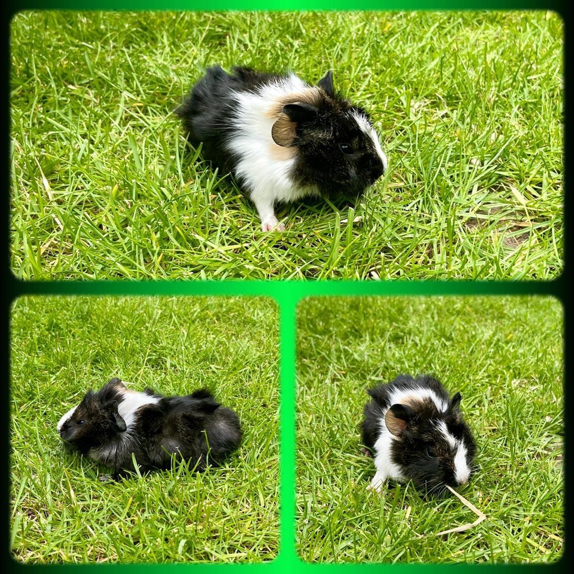 4 reinrassige Rosetten Meerschweinchen, männlich