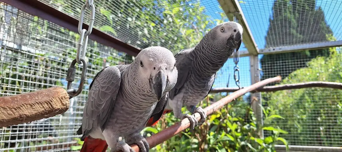 Junge, handzahme Graupapageien zu verkaufen