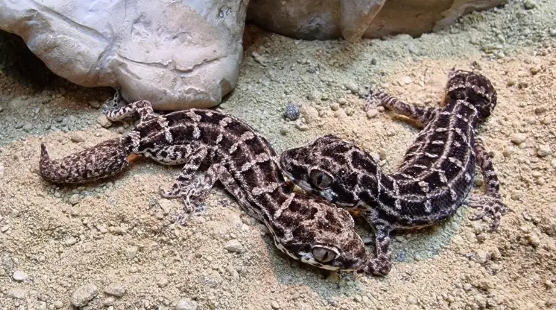 Rübenschwanz-Viperngecko Weibchen mit Terrarium
