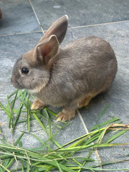 Donne adorables lapins