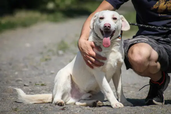 William, Labrador- Mischling, ca. 3,10 Jahre, z.zt. in Ungarn