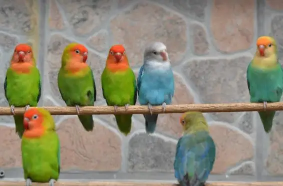 Unzertrennliche Erdbeerköpfchen, verschiedene Farben