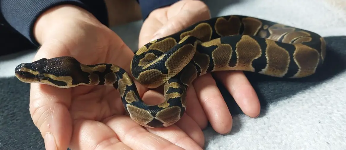 Extrem handzahme Königspython 100% het Pied 50% het Albino