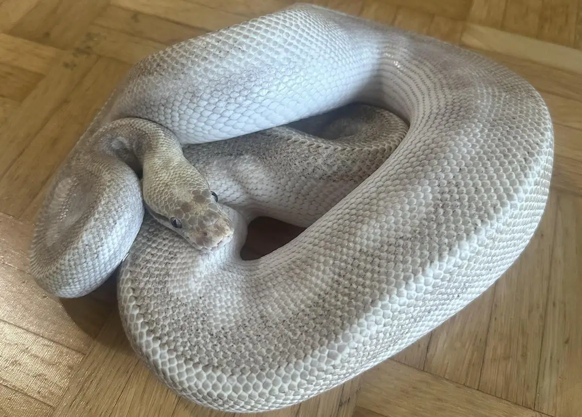 Python regius Ultimate Passion Männchen