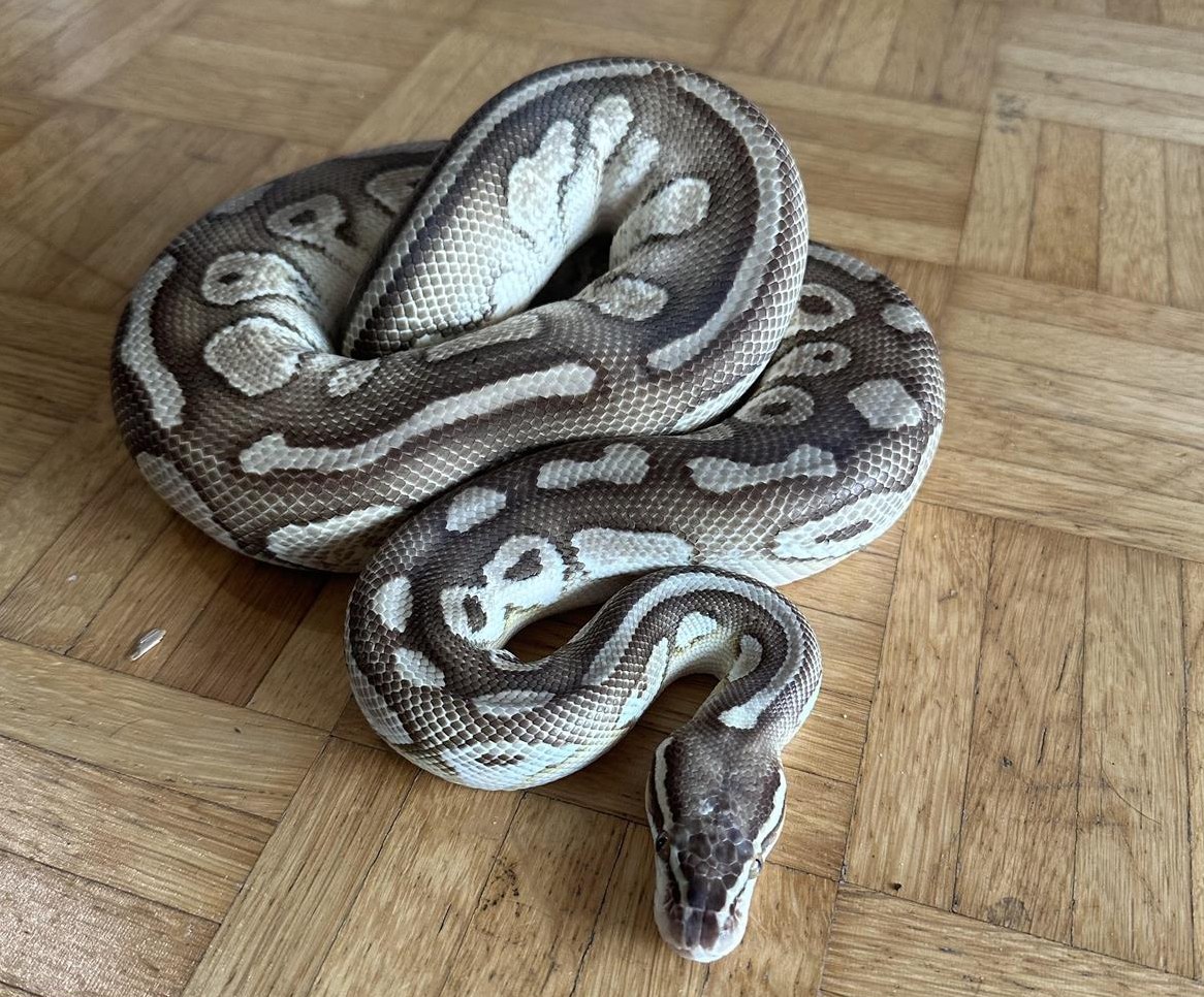Python regius Butterpastel Männchen