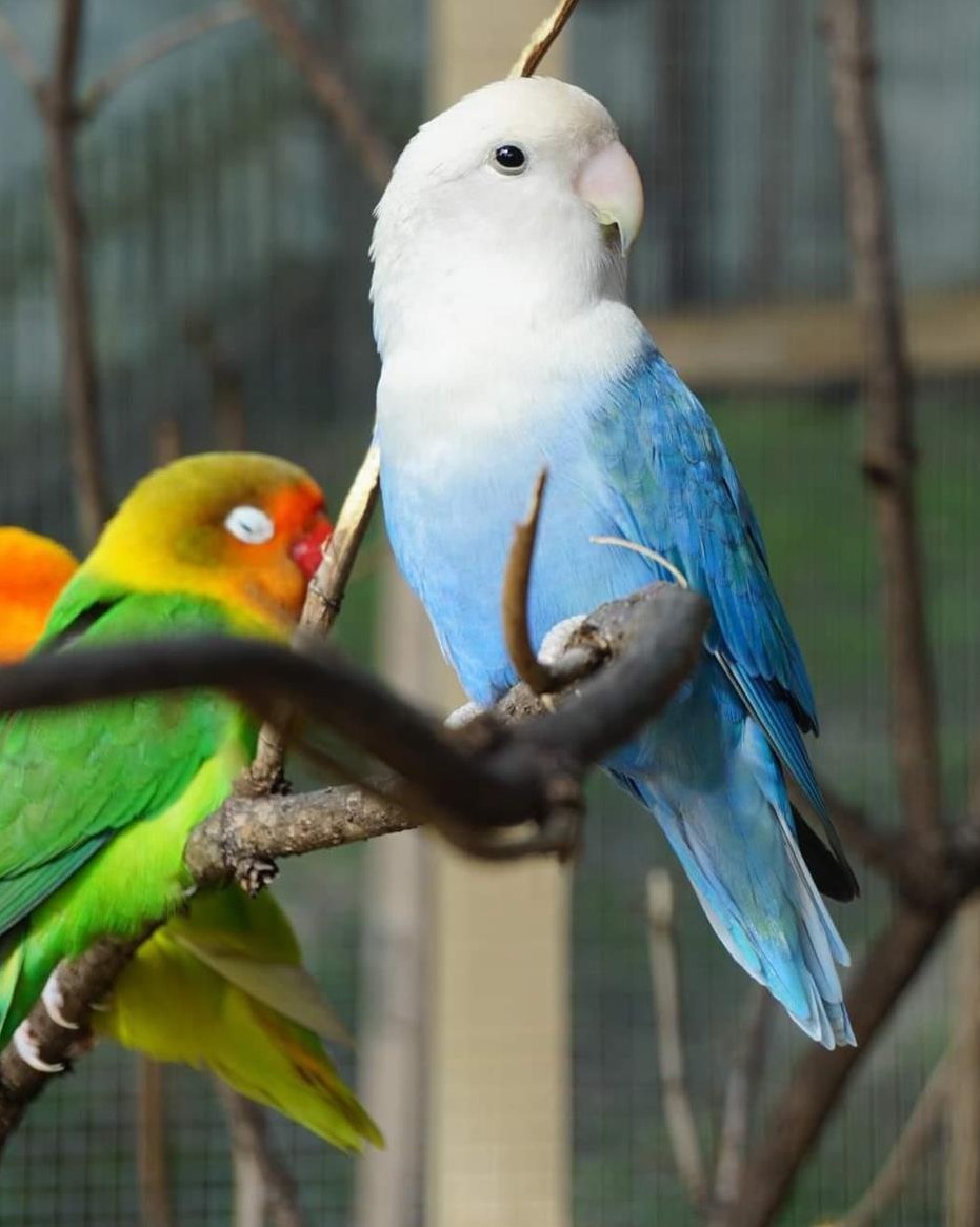 1 Rosenköpfchen Hahn und 1 Schwarzköpfchen Hahn