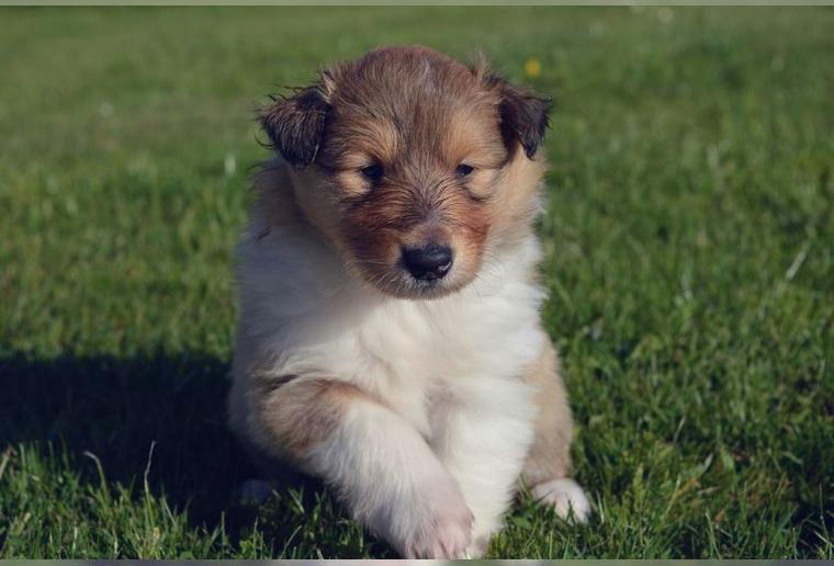 Collie Welpen mit Herz - der Wurf ist da