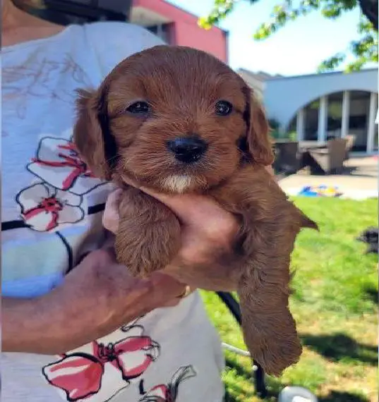 Cavapoo