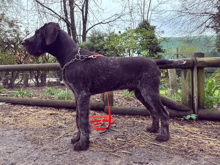 Junger Deutsch Drahthaar Rüde