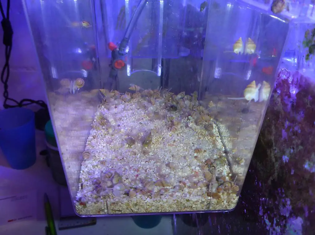 Meerwasserschnecke Nassarius vibex