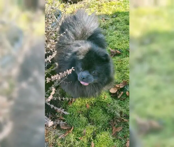 Kleinspitz Mittelspitz Rüde Blu