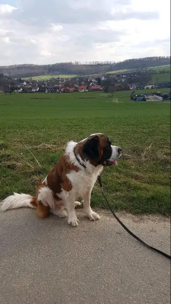 Bernhardinerrüde abzugeben