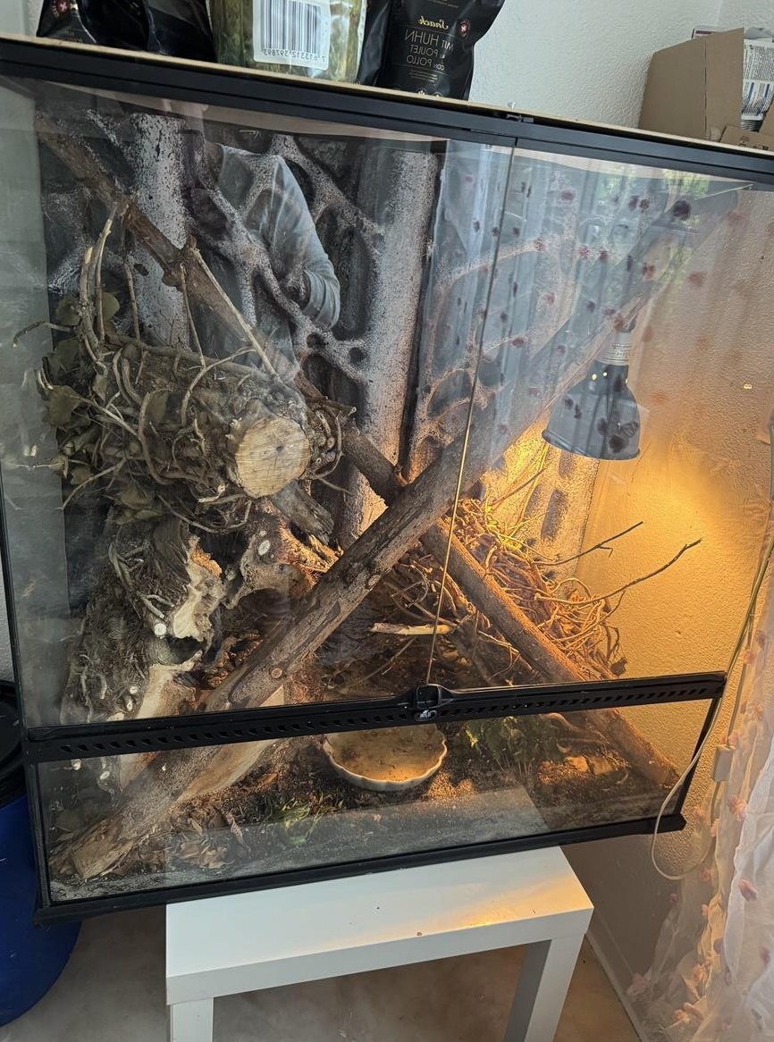 Kronengecko Paar mit Terrarium