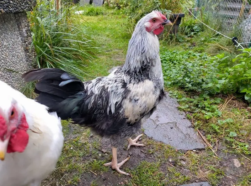 Hahn Schweizerhuhn x Schwedisch Isbar abzugeben