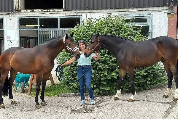 Grosse Innenboxen oder Auslaufbox zu vermieten in Winkel