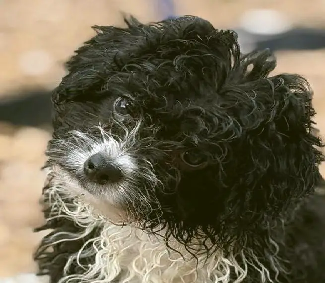 Mini/Medium Aussiedoodle Welpen ähnlich Labradoodle/Goldendoodle suchen tolle Familien