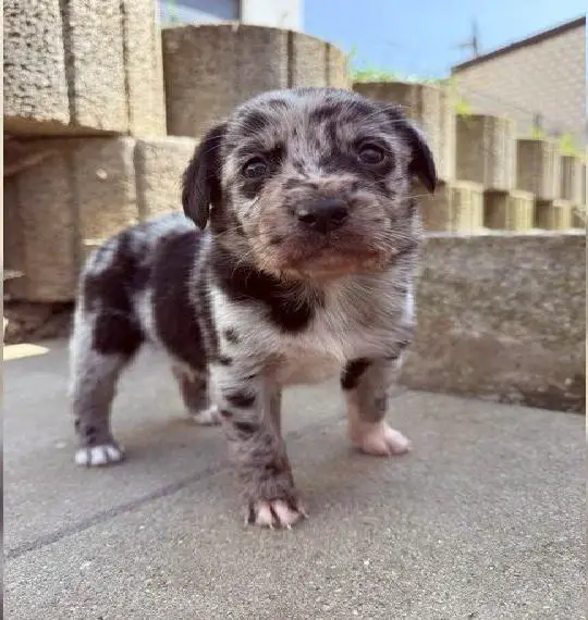 Aussiedor Welpen / Australian Shepherd x Labrador