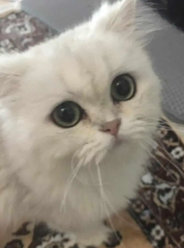 Verschmuste Katzen abzugeben