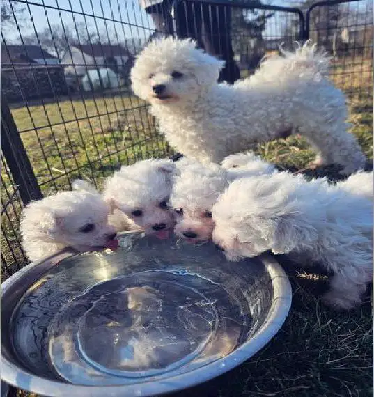 Reinrassige bichon frise