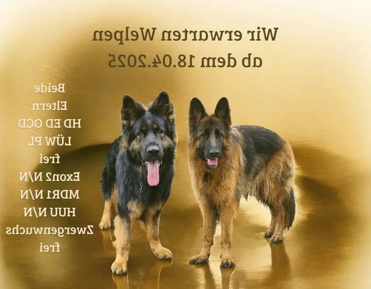 Wurfankündigung Altdeutsche Schäferhunde Ost-West-Verpaarung