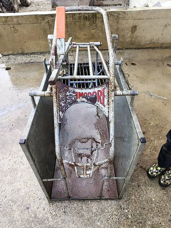 Klauenstand für Schafe