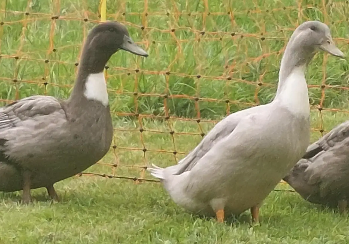 Pommernenten Erpel suchen neues Zuhause