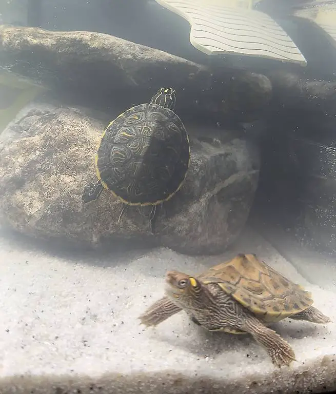 Wasserschildkröten 2x Wasserschildkröte