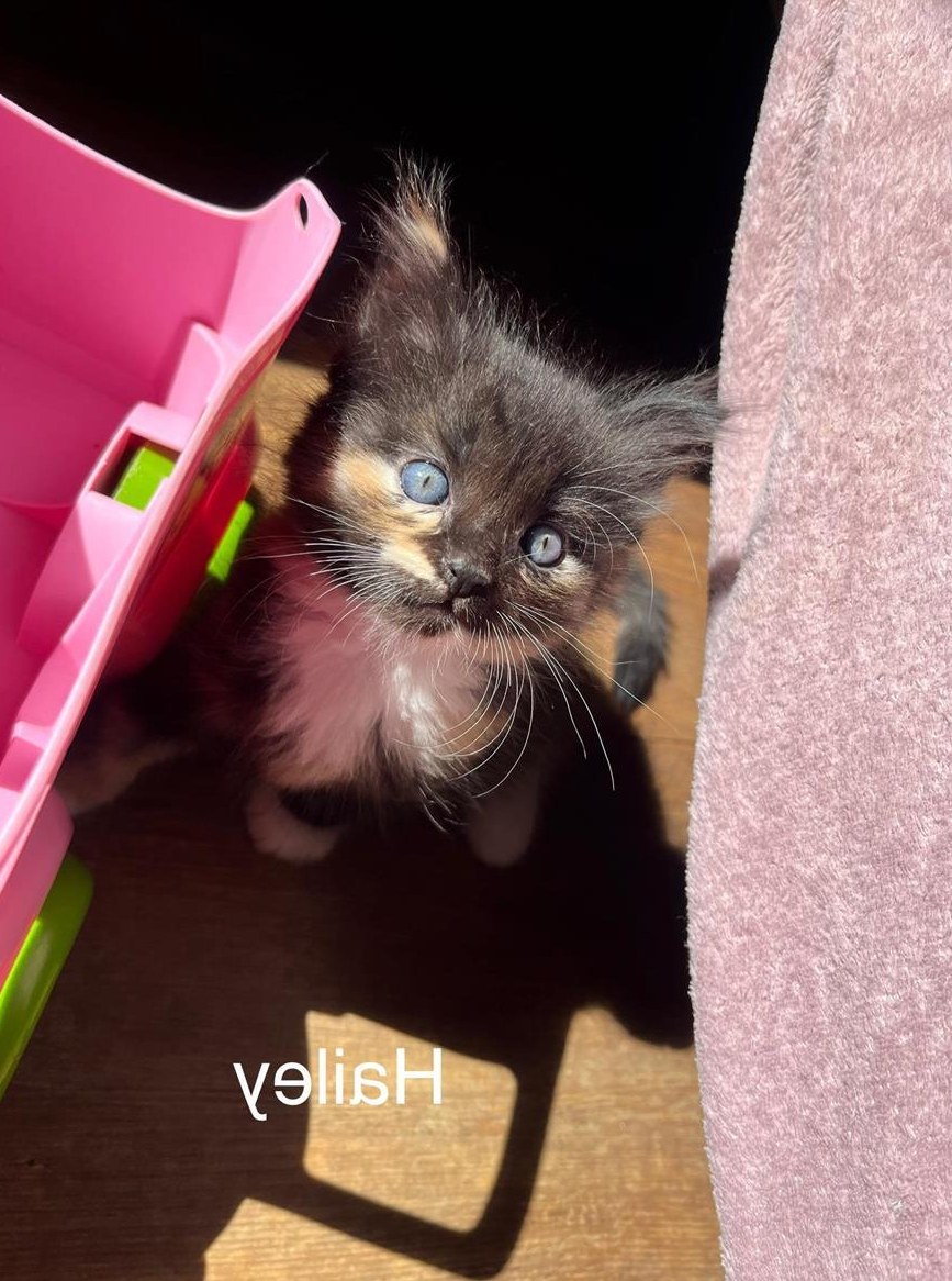 Sibirische Waldkatzen Kitten suchen ein Zuhause