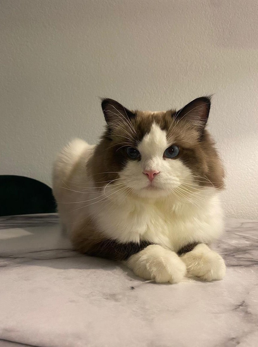 Deckkater Ragdoll mit Stammbaum – wunderschön & erfahren