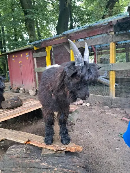 Wallisische Schwarzhalsziege: Bock sucht neues zu Hause