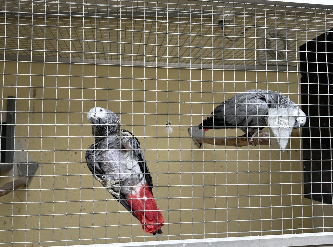 Graupapageien Zuchtpaar, beringt zu verkaufen