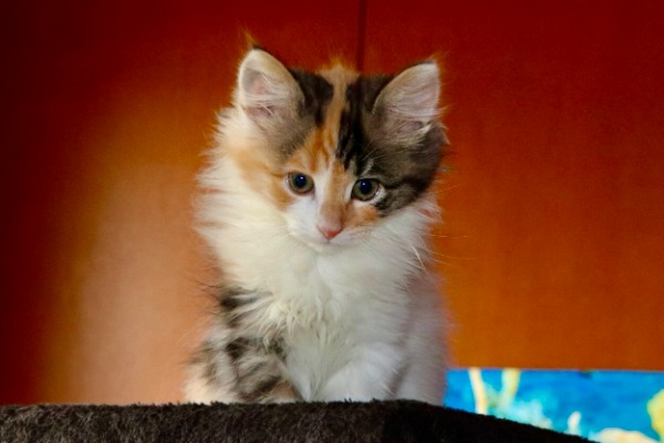 Traumhaftes Maine Coon Langhaar Mischlings-Kitten