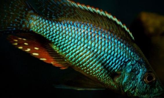 Malawi- und Tanganjika-Cichliden abzugeben aus Hobbyhaltung