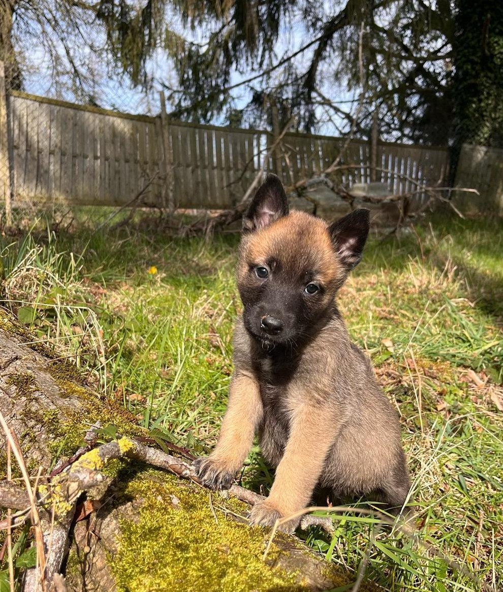 Belgischer Schäferhund, Tervueren Malinois Welpen