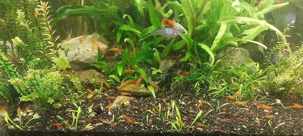 Garnelen Neocardina Orange Fire