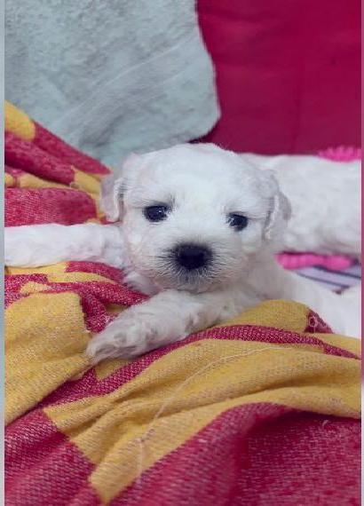 Bichon Frisé Welpen zu verkaufen